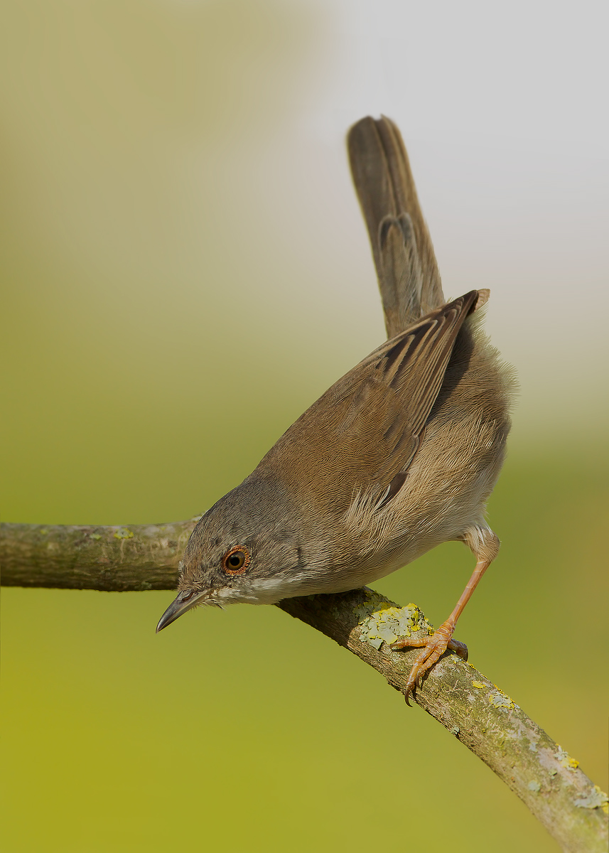 I have a crush of warbler!
