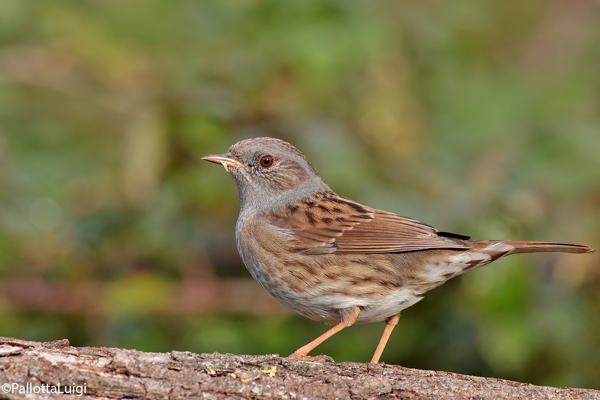 Passera scopaiola (Prunella modularis)