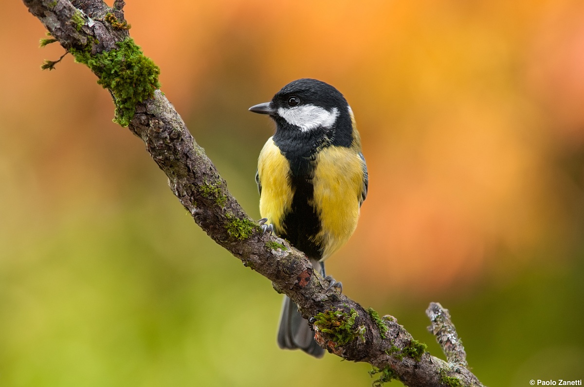 Great Tit