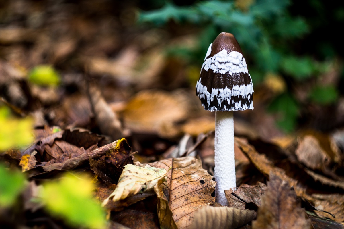 Coprinus comatus 2