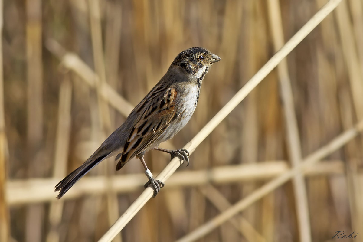 Migliarino di palude