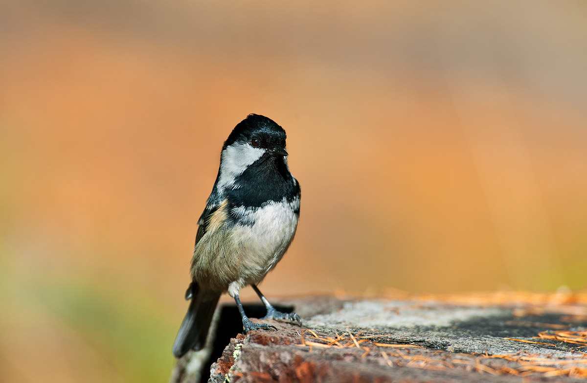 Parus ater