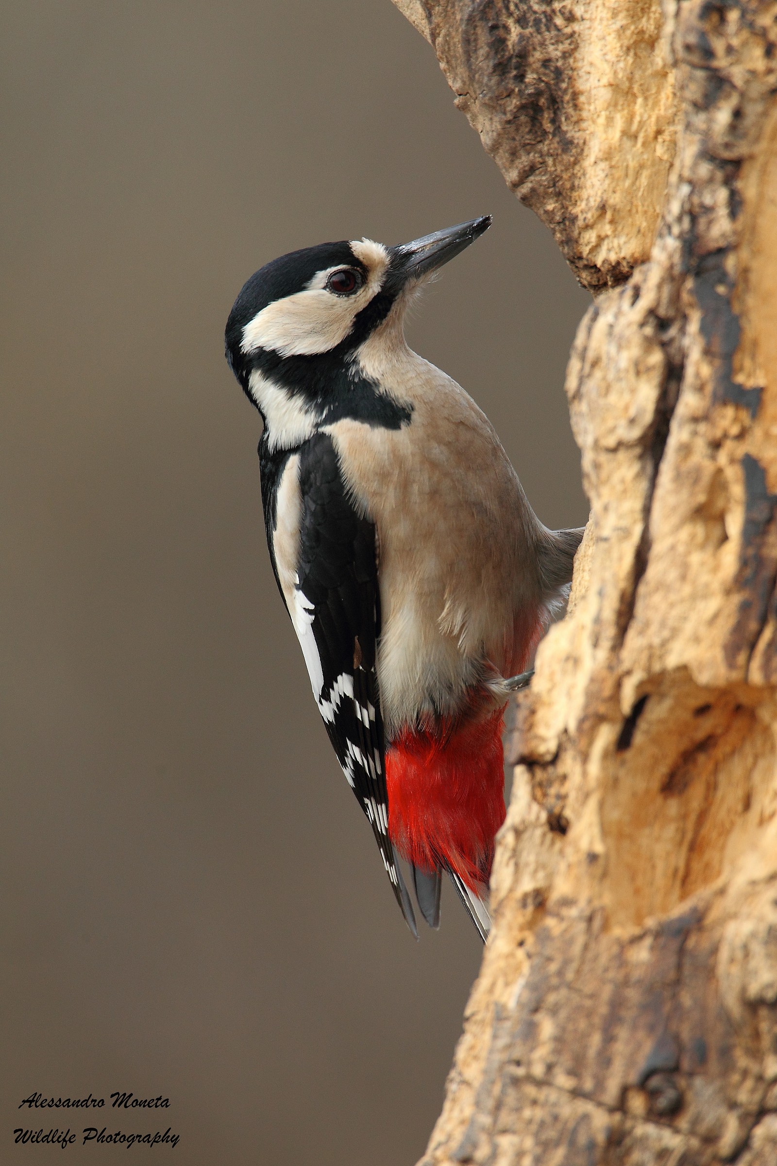 Great Spotted Woodpecker female