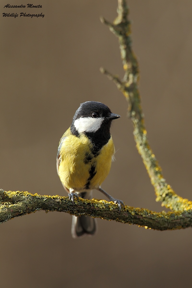 Great Tit