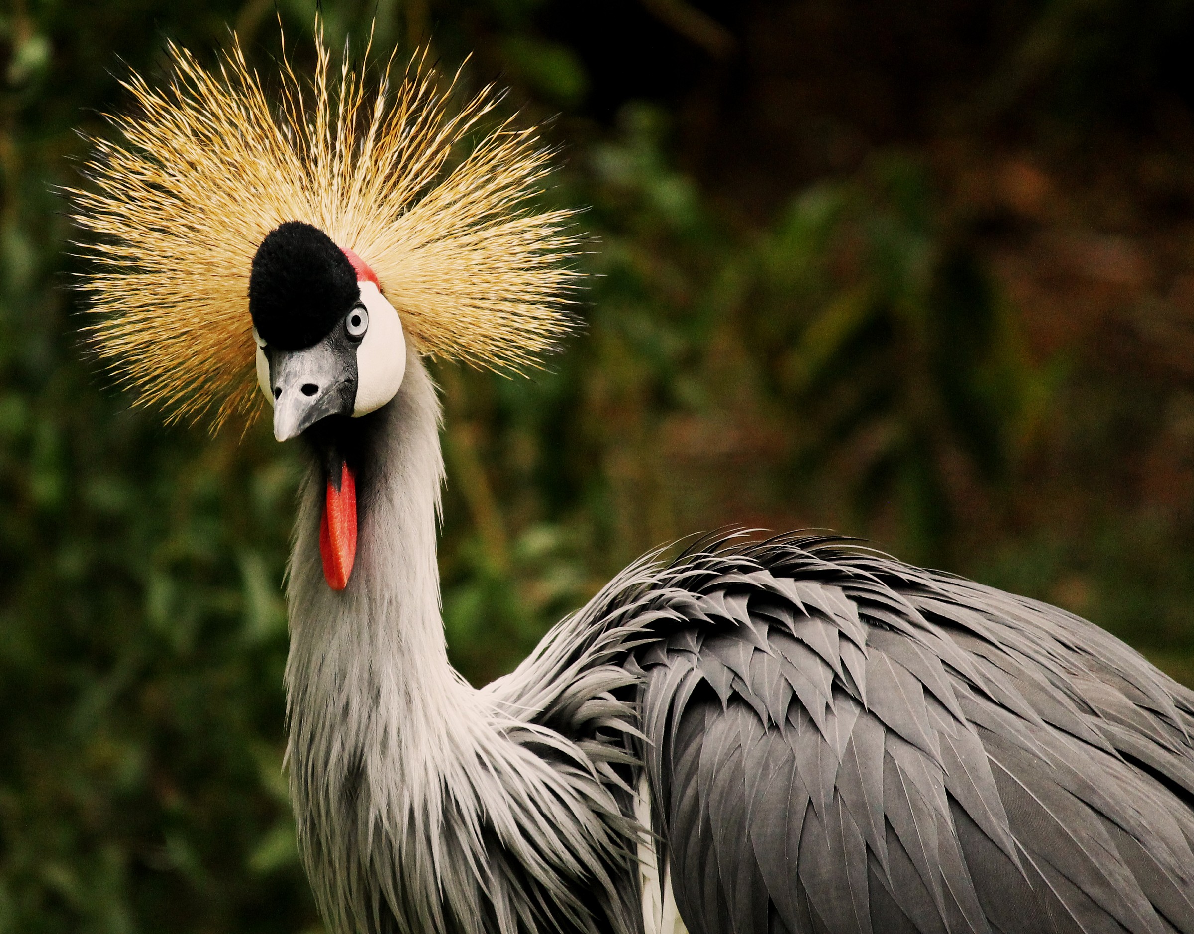 Crowned Crane