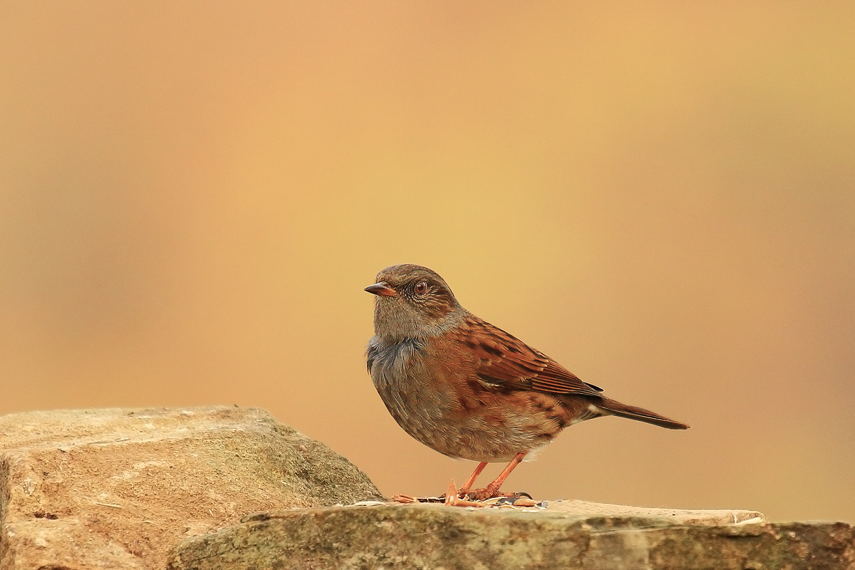 Dunnock