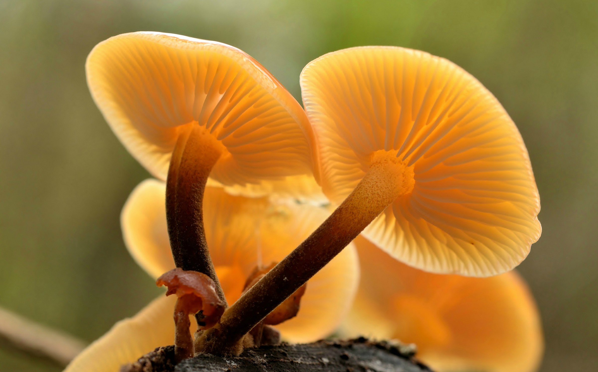 colori nel sottobosco