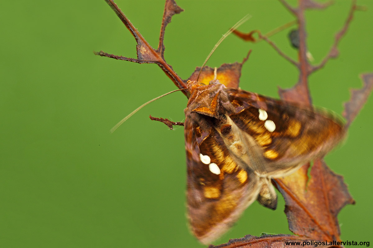 Chrysodeixis chalcites