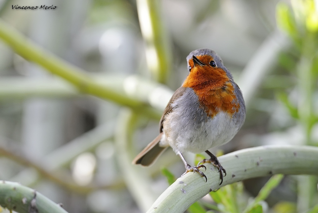 Il mio nuovo amico..