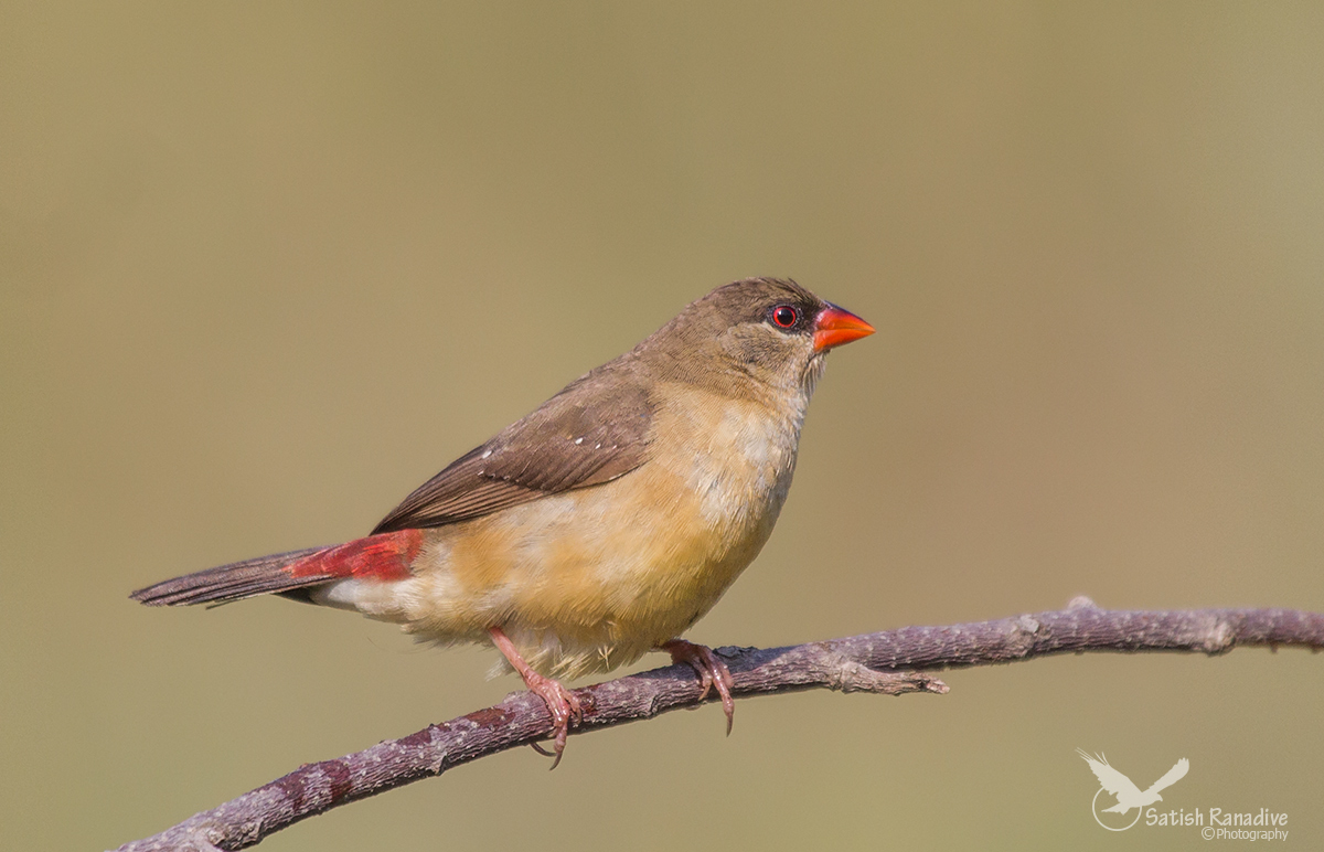 Bella signora,: Mrs. Strawberry Finch.