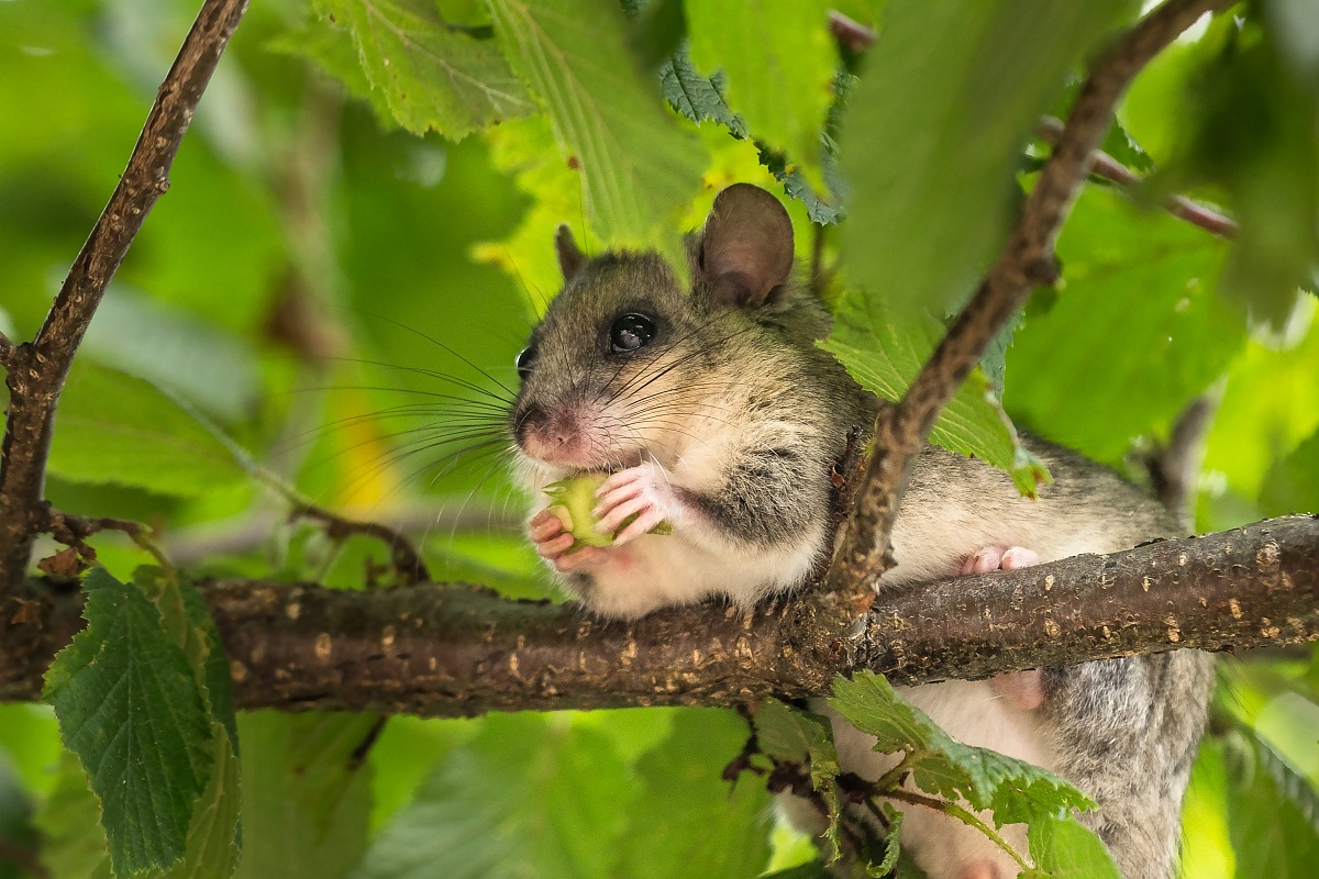 Dormouse