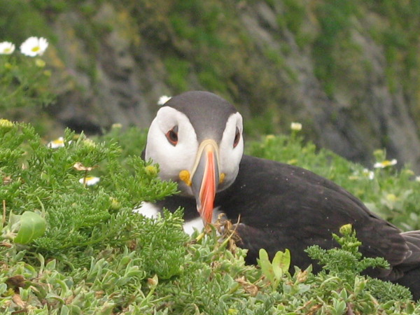 puffin