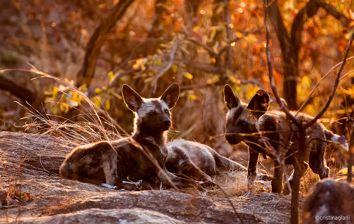 Wild dogs