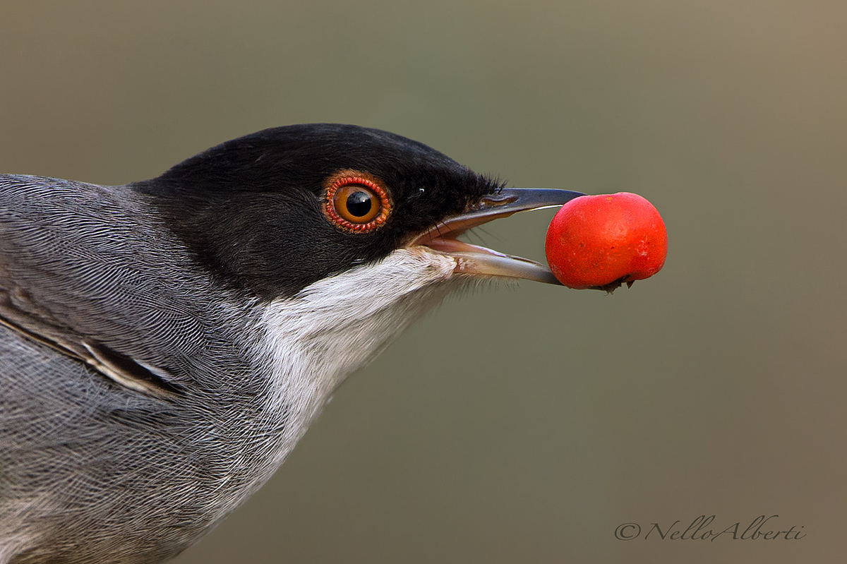 Warbler with berry