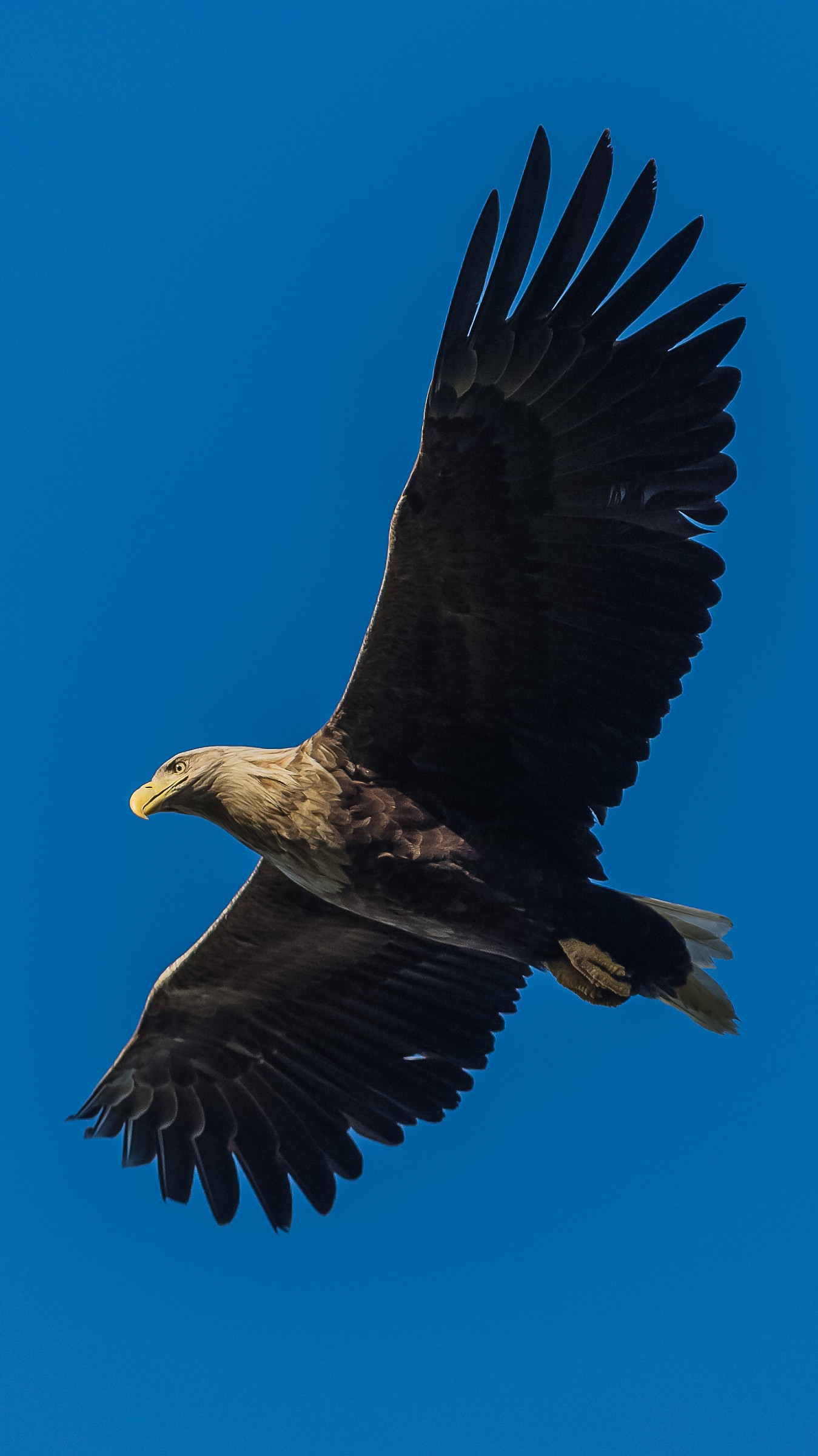 Dalla coda bianca Aquila - Troms Norvegia