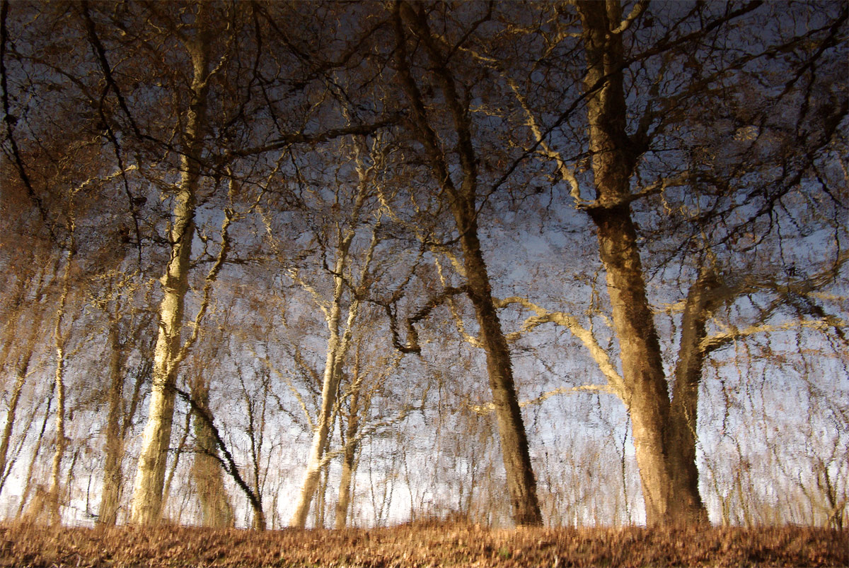 Riflessi al Parco di Monza