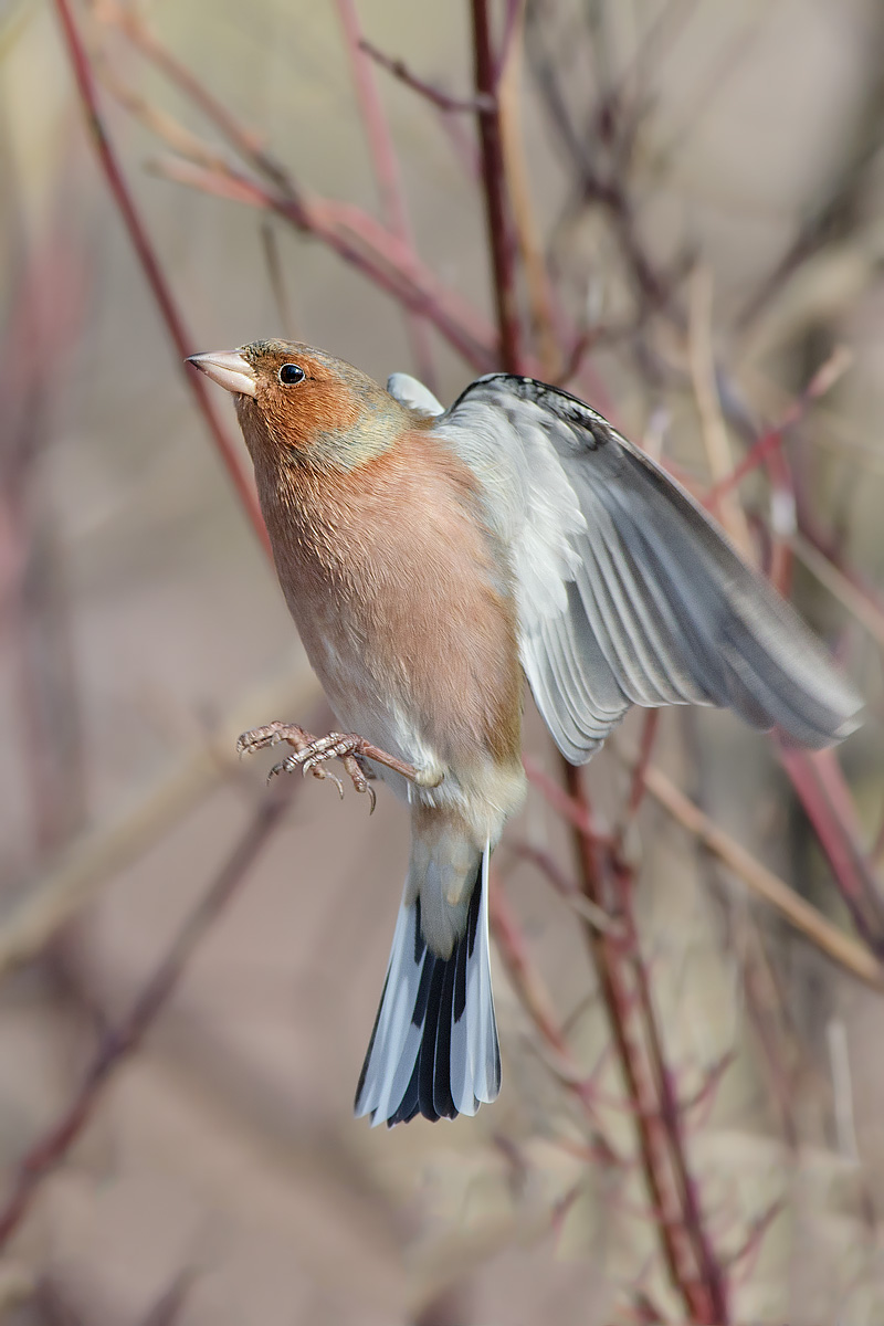 l'ascesa del fringuello