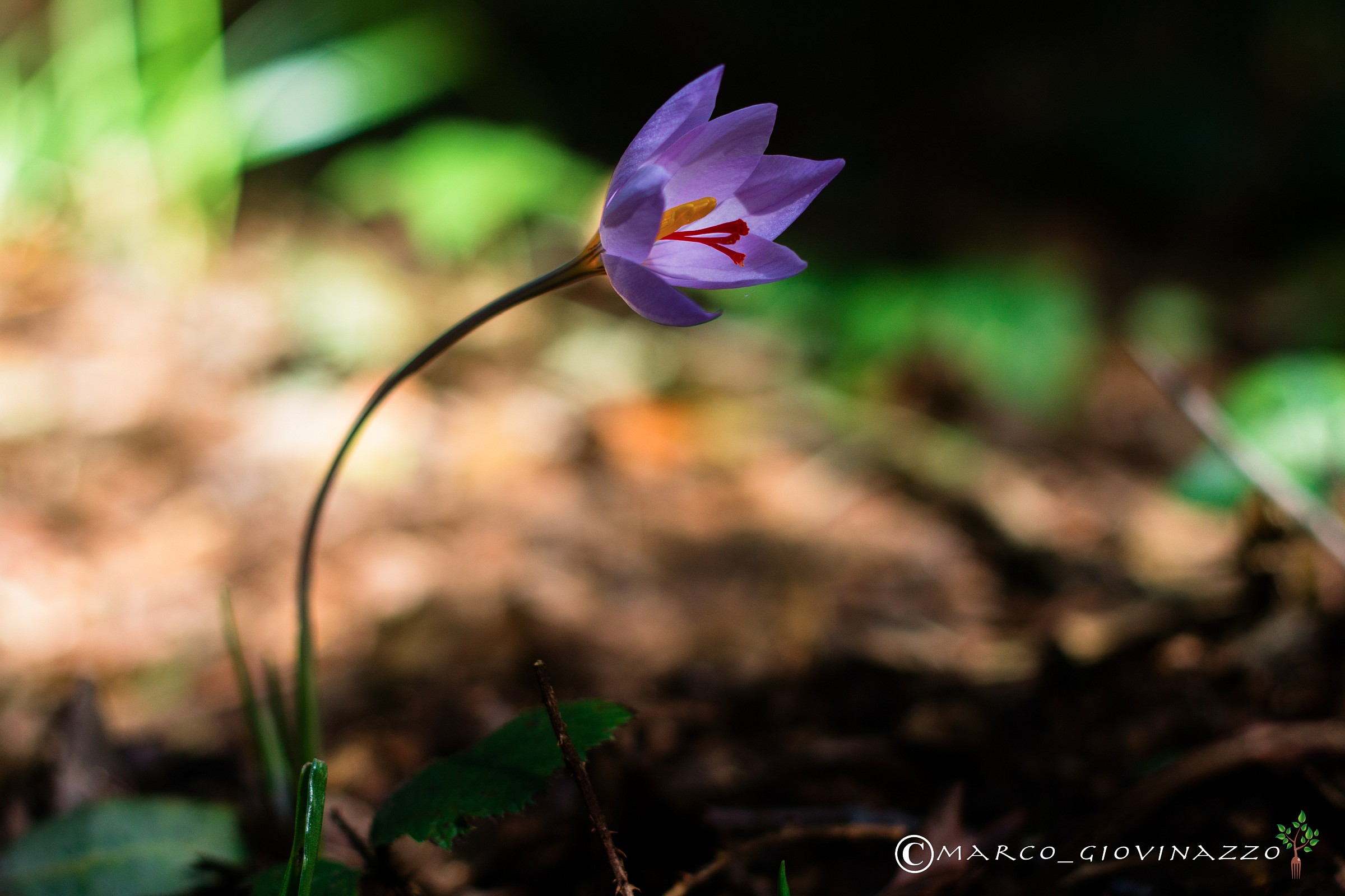 wild saffron Aspromonte
