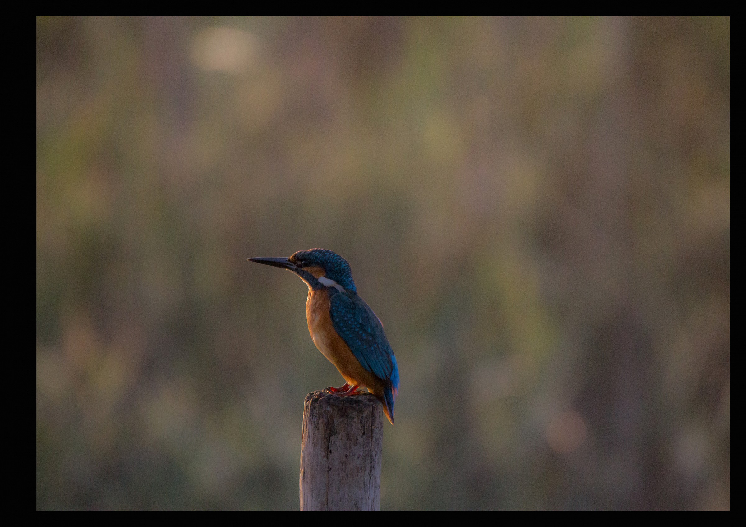 kingfisher
