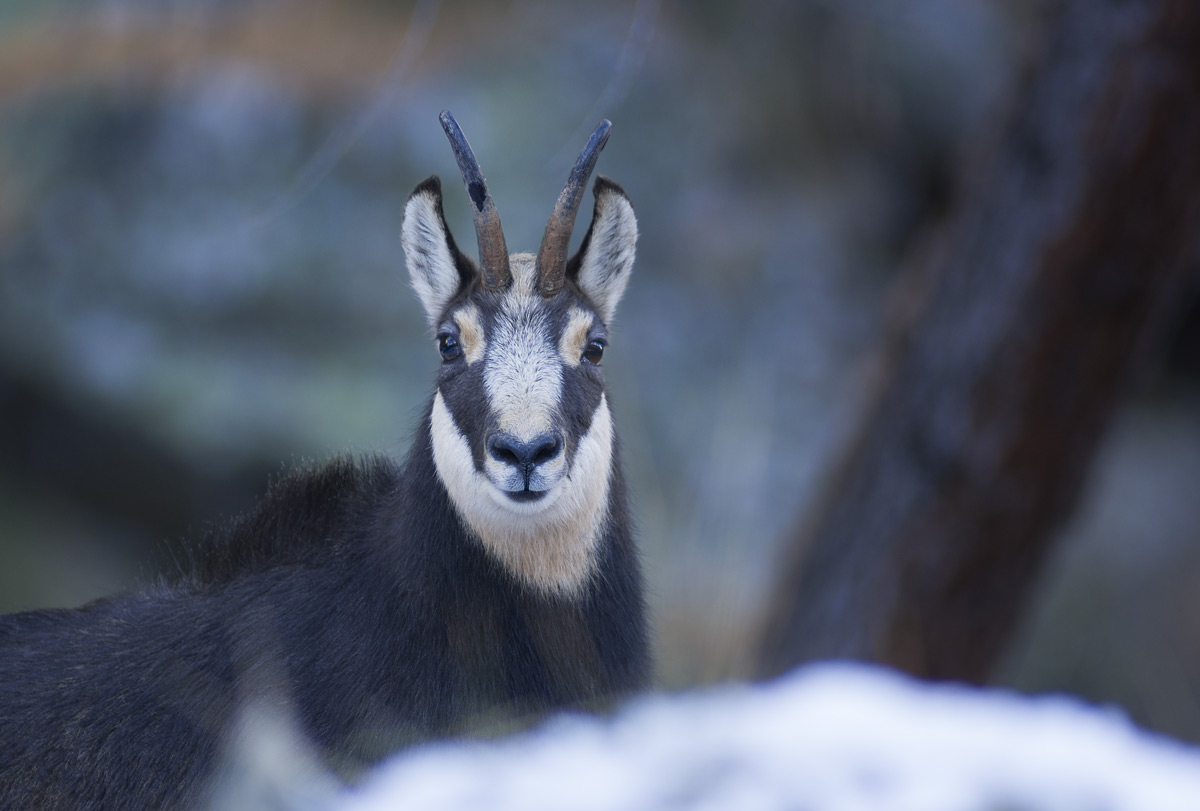 Chamois