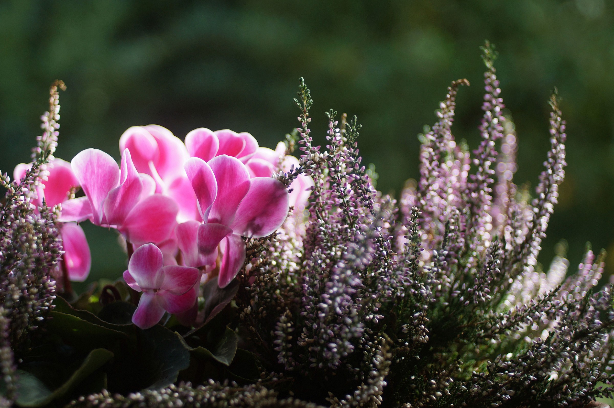 Jasmine and heather 3