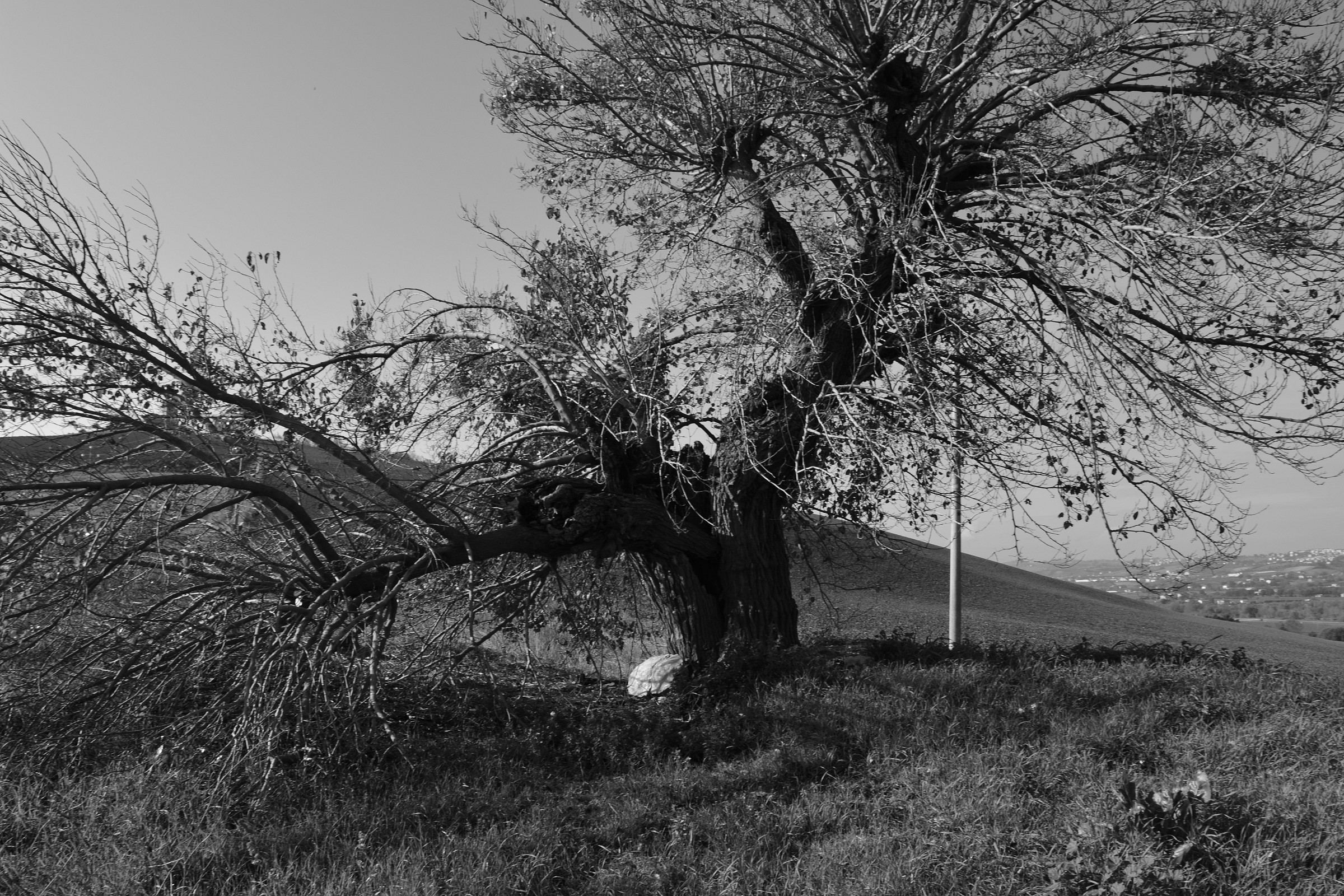 first subject tree b / n