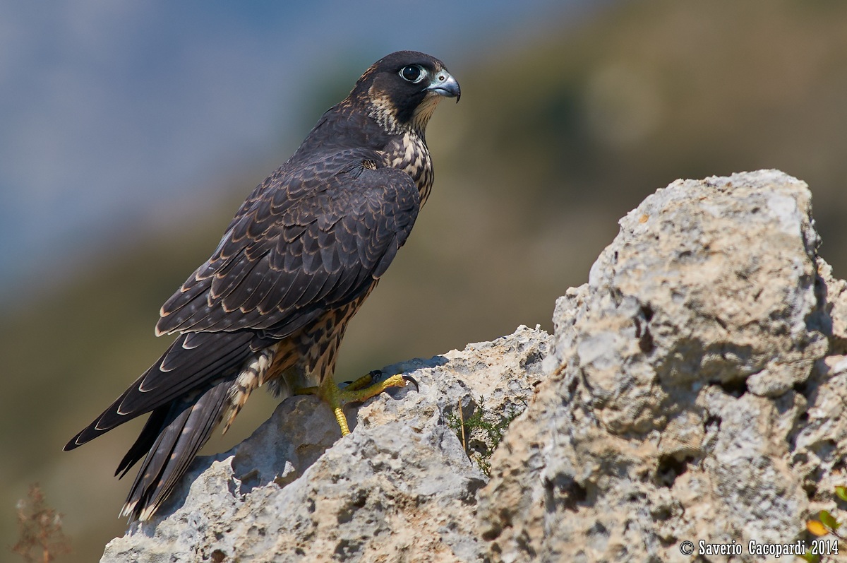 Giovane femmina di Pellegrino