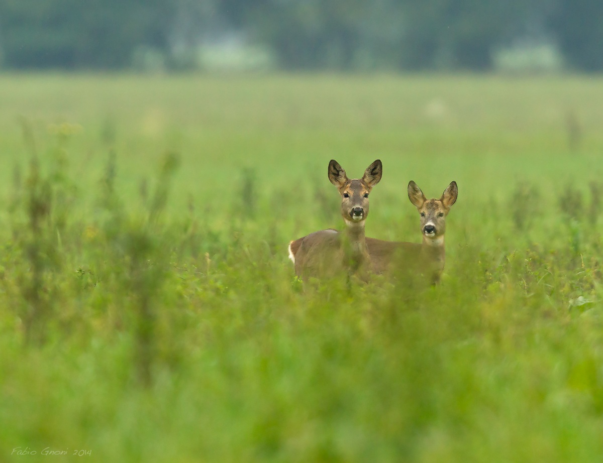 Curiosity has landed on planet earth