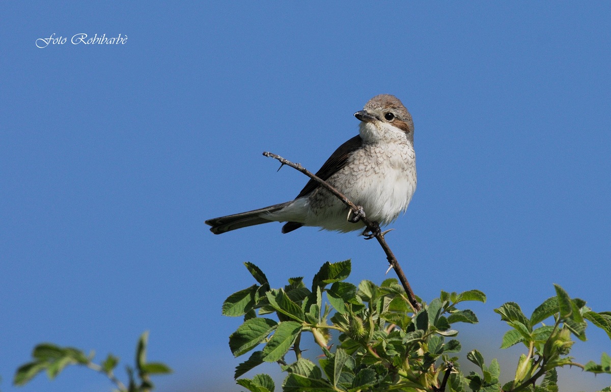 Averla piccola... femmina...