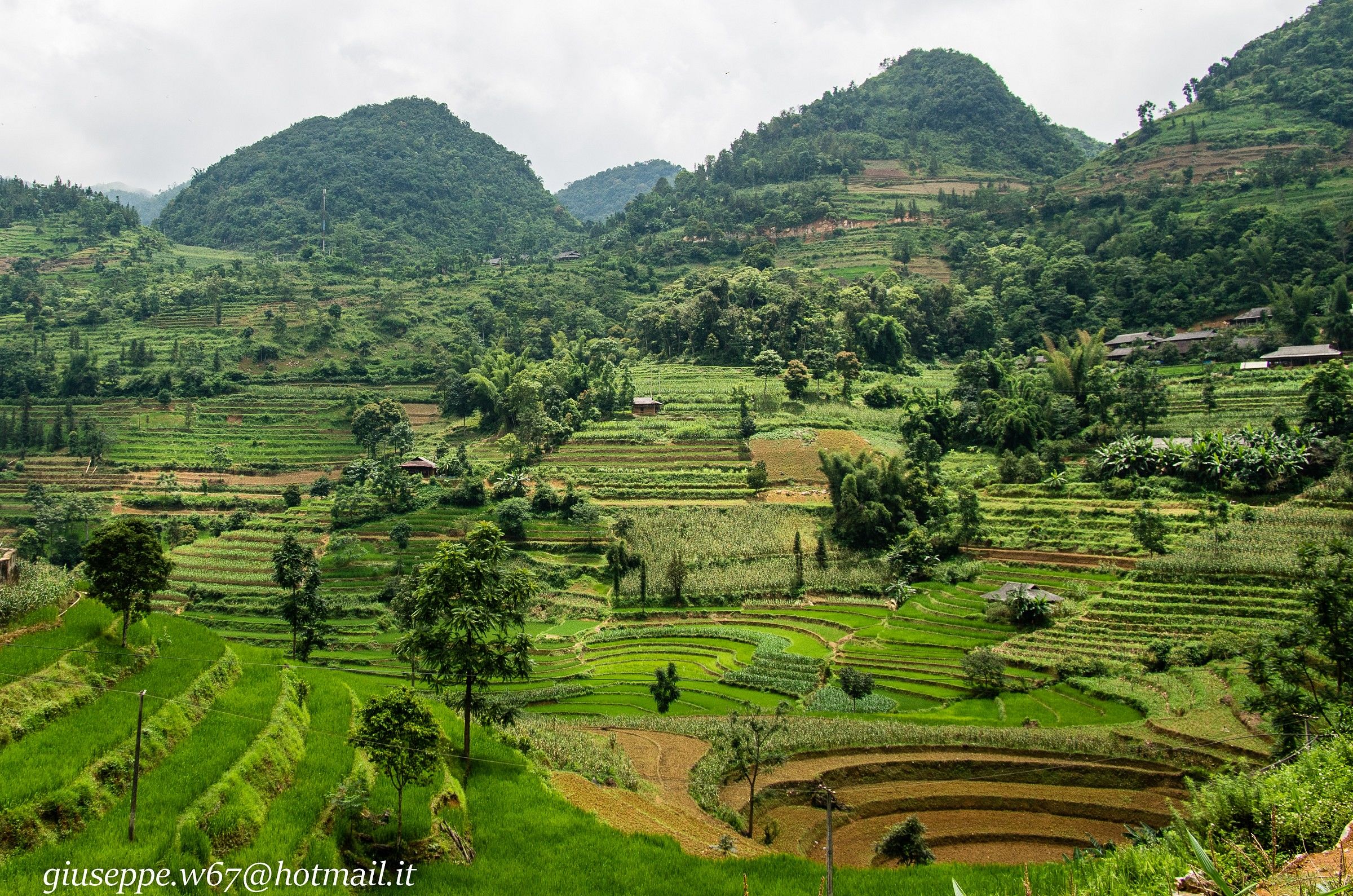 Terraces of rice