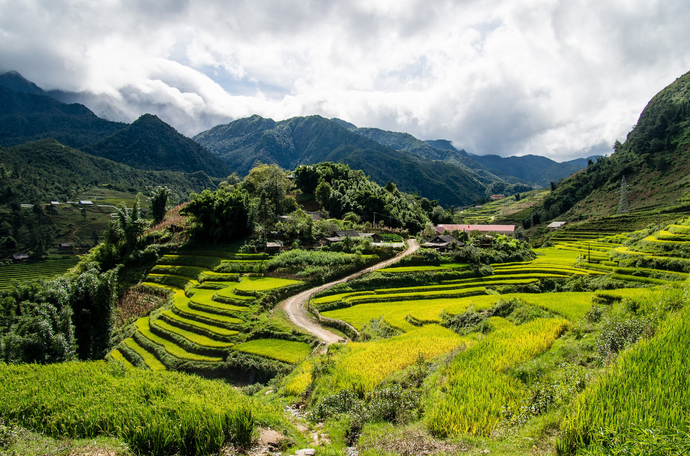 Terraces of rice