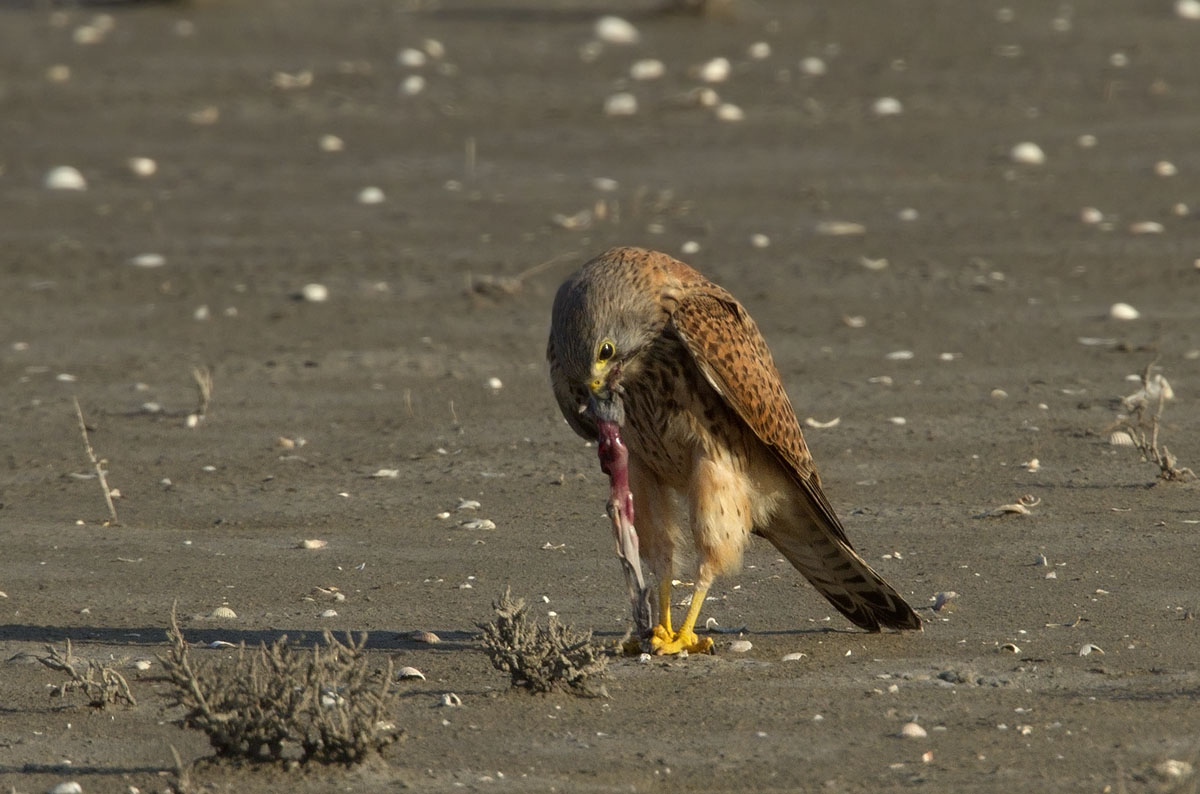 Prima ti scuoio e poi ti mangio !