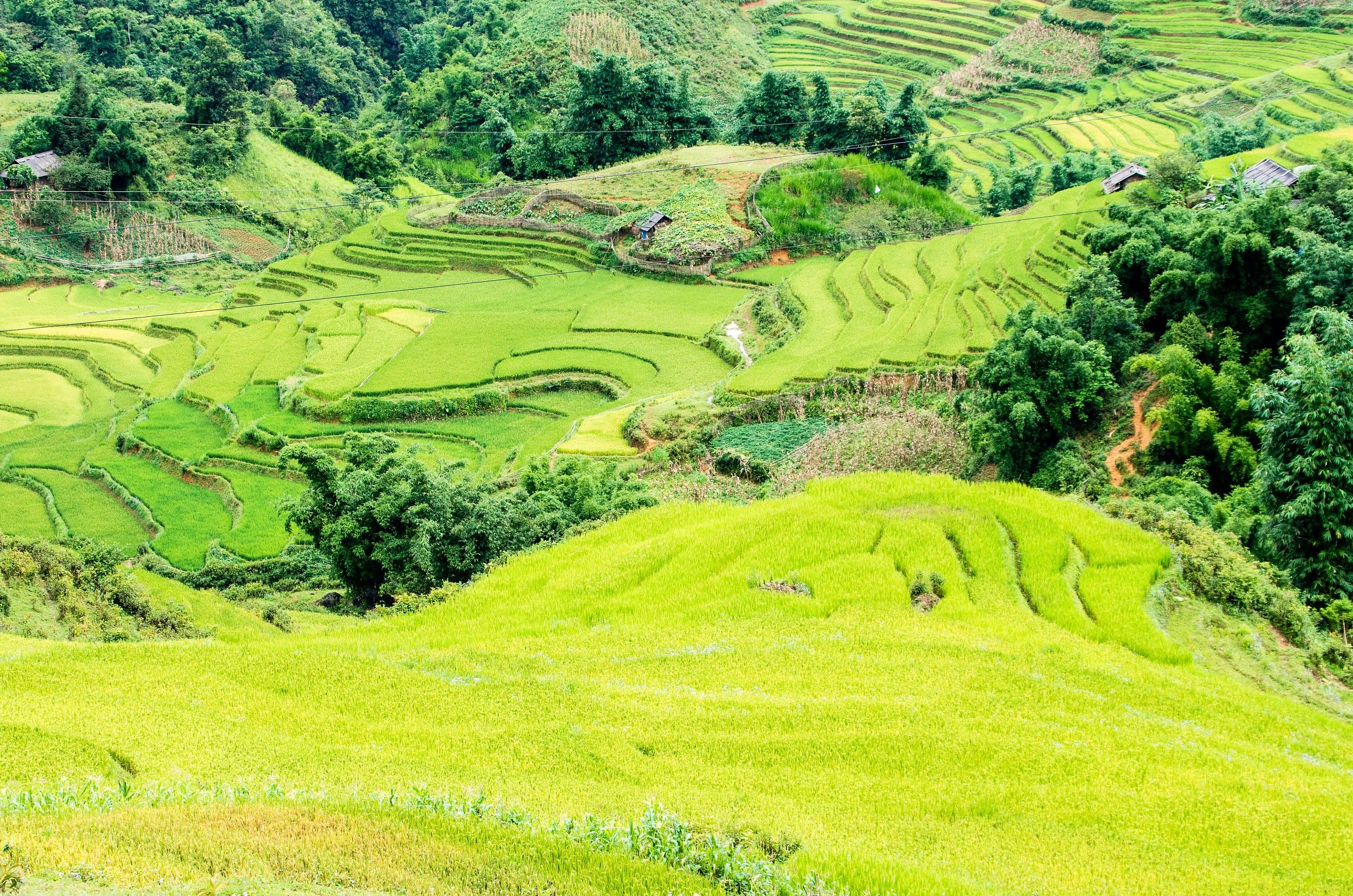 Terraces of rice
