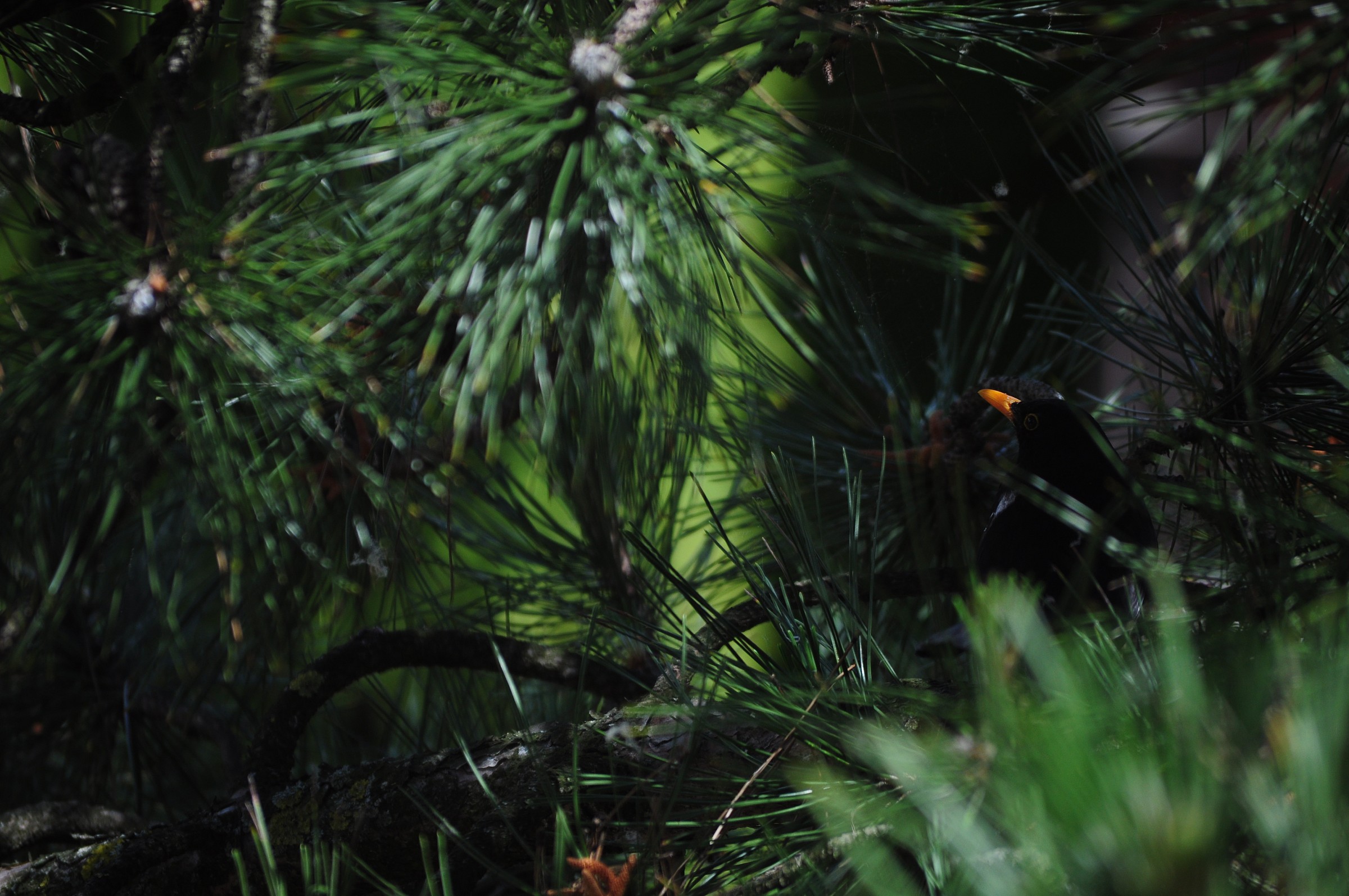 Somebody is watching you ...