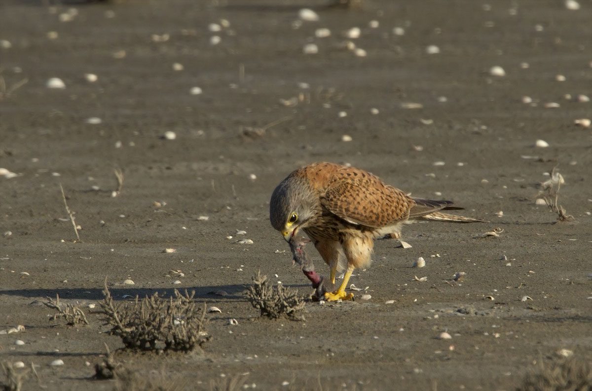Prima ti scuoio e poi ti mangio !