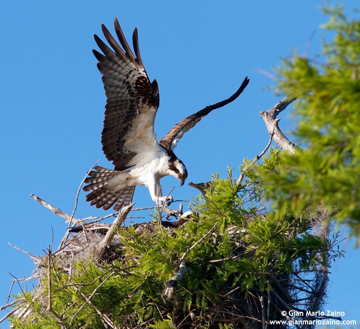 Pandion haliaetus / Osprey / Osprey