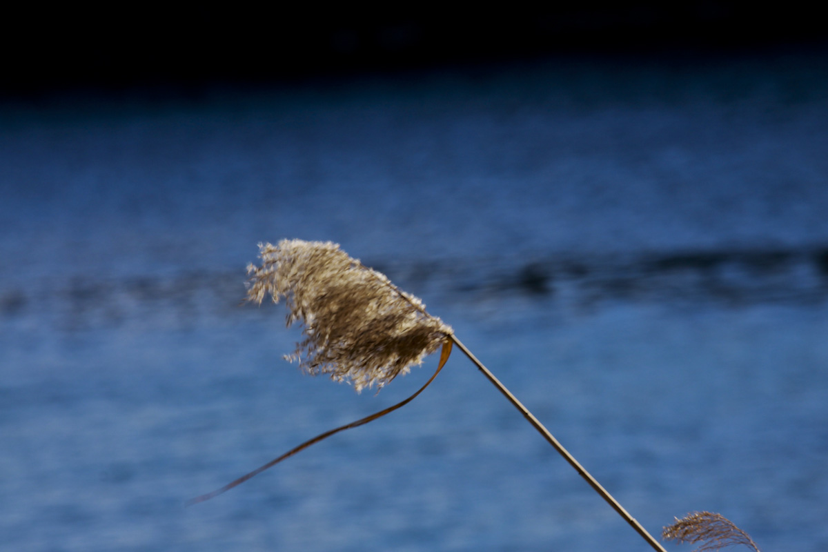 Il vento sul fiume Adda