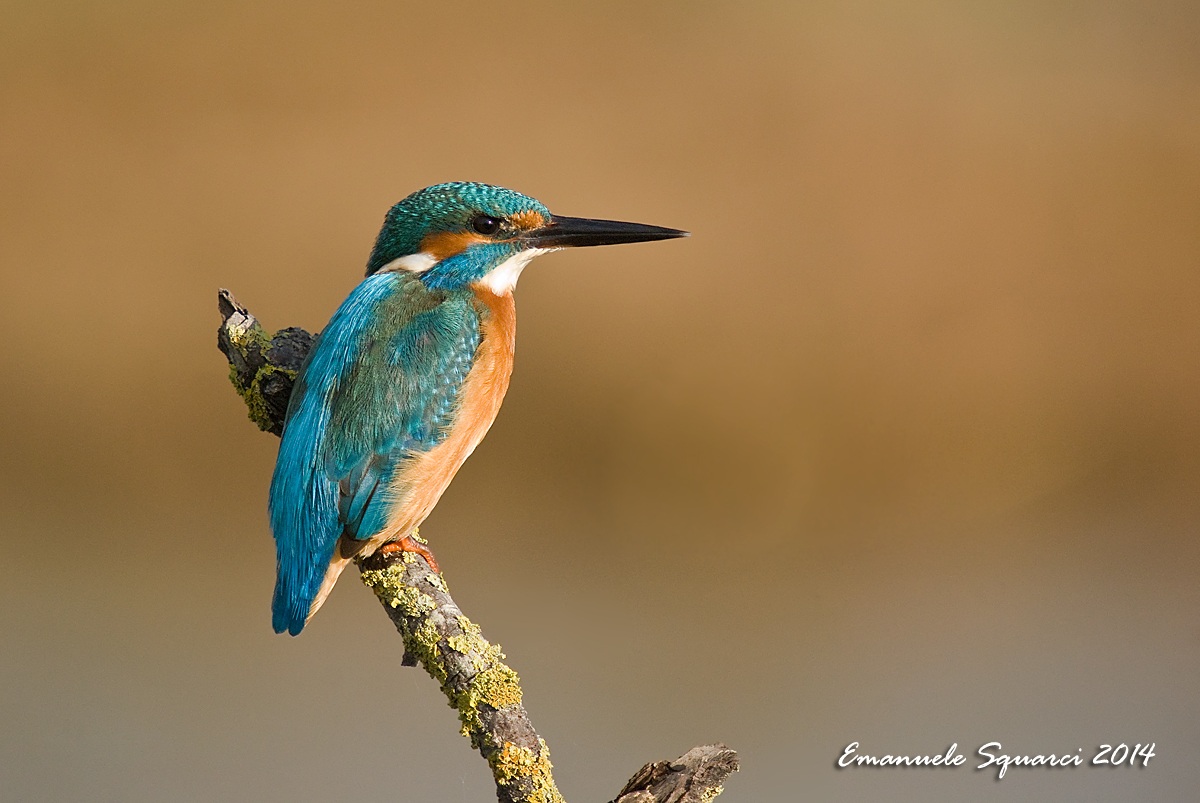 Kingfisher