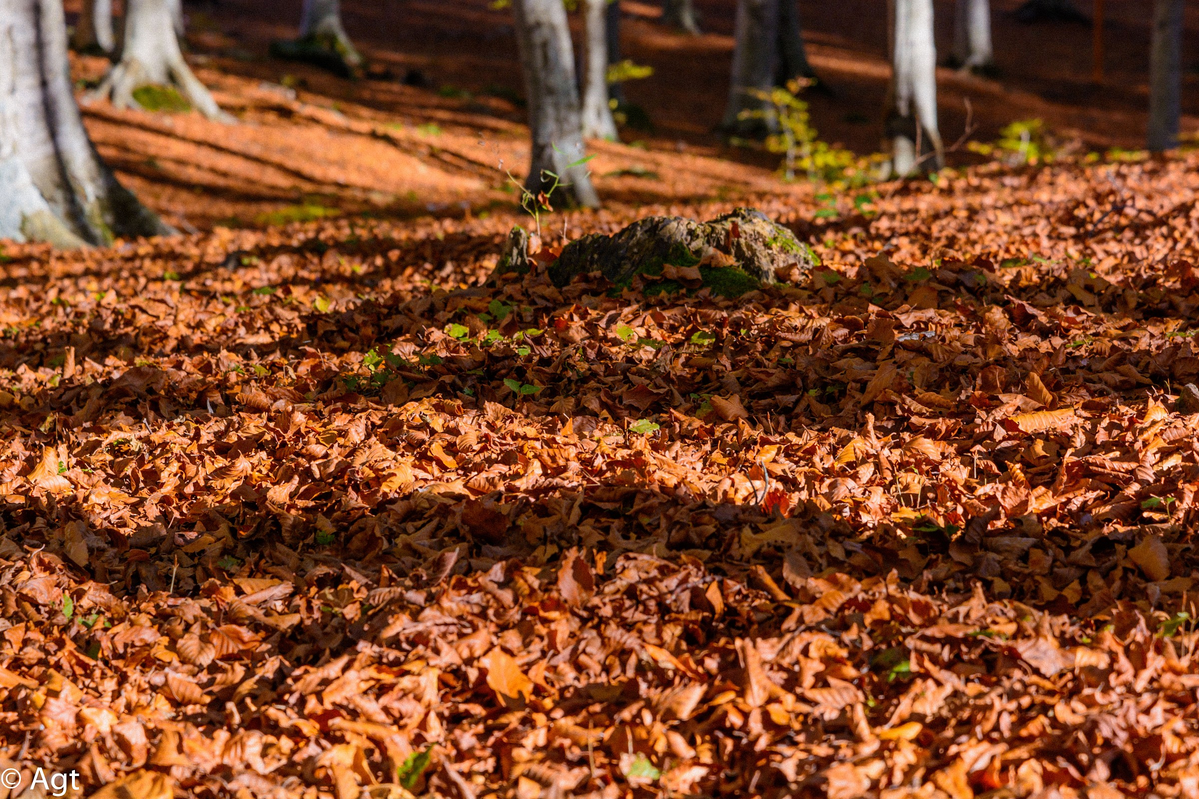 like autumn leaves on trees