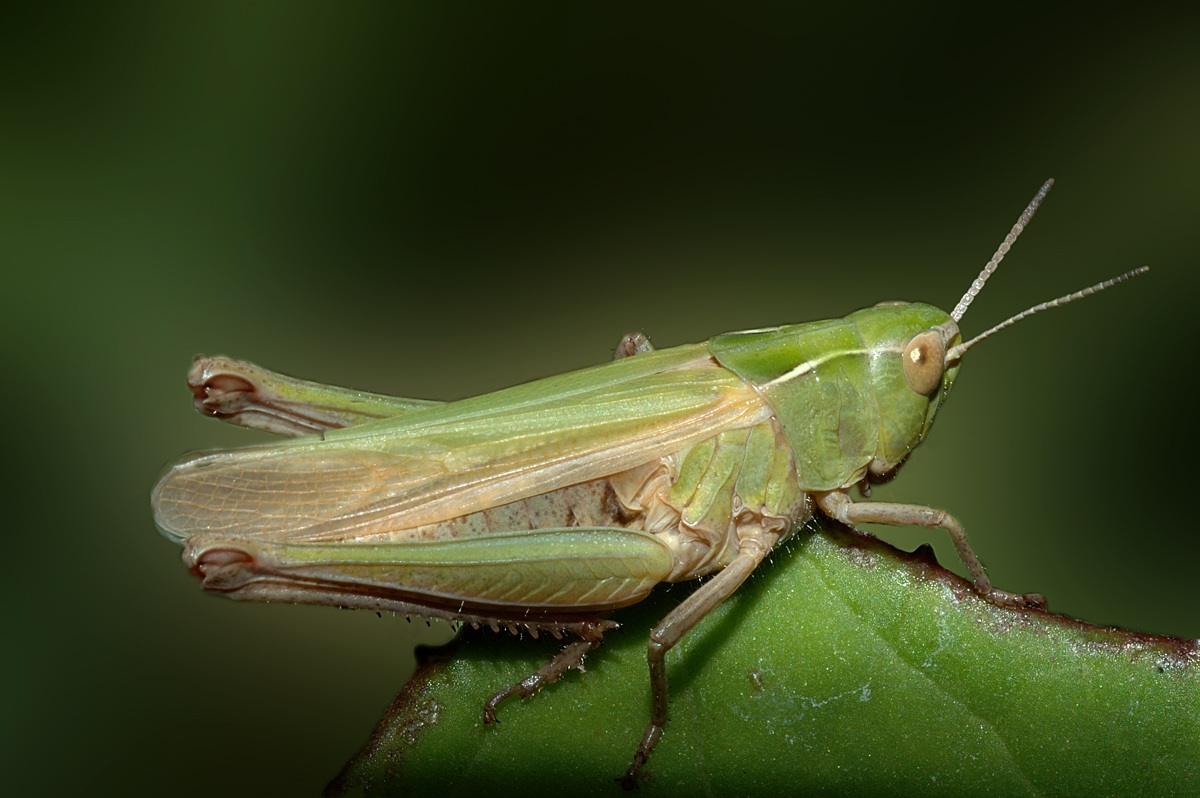 Grasshopper Common