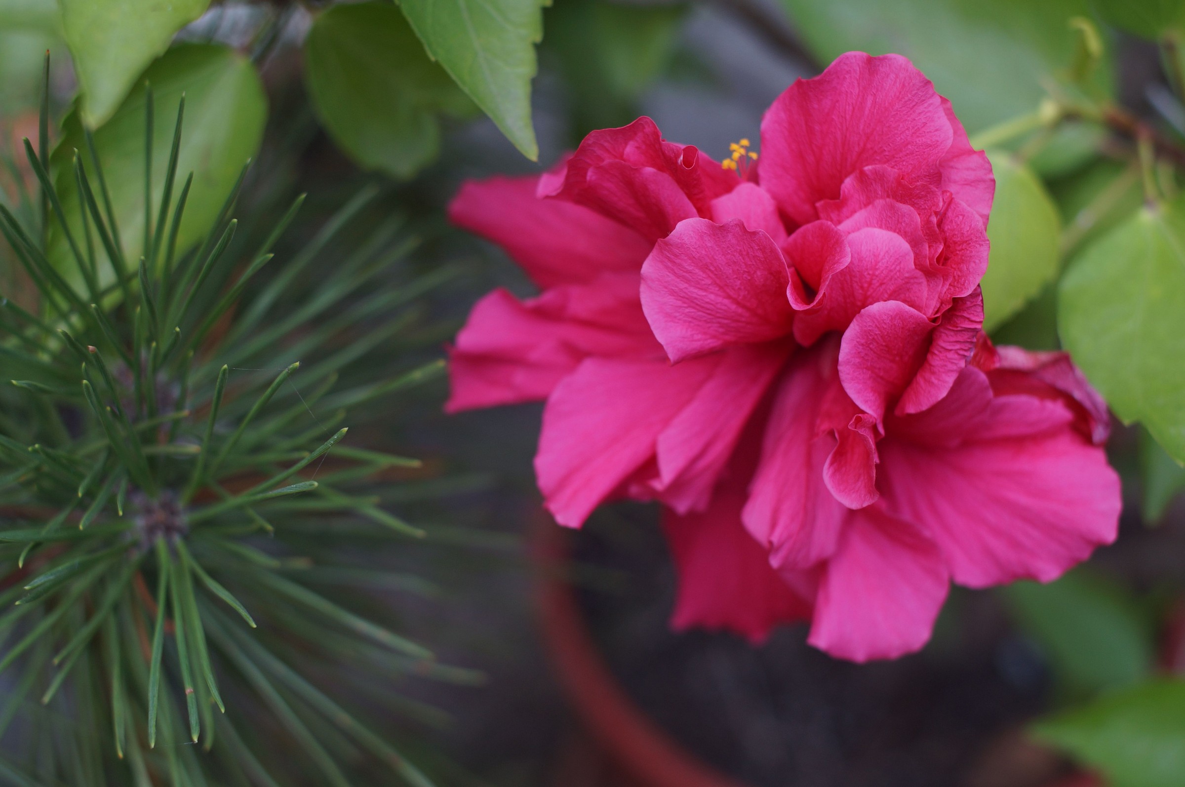 Hibiscus flower with pine needles bonsai