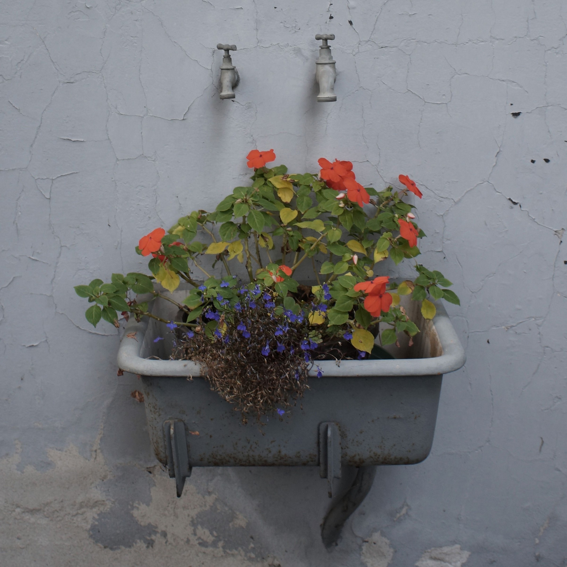 Fané (as the French would say)