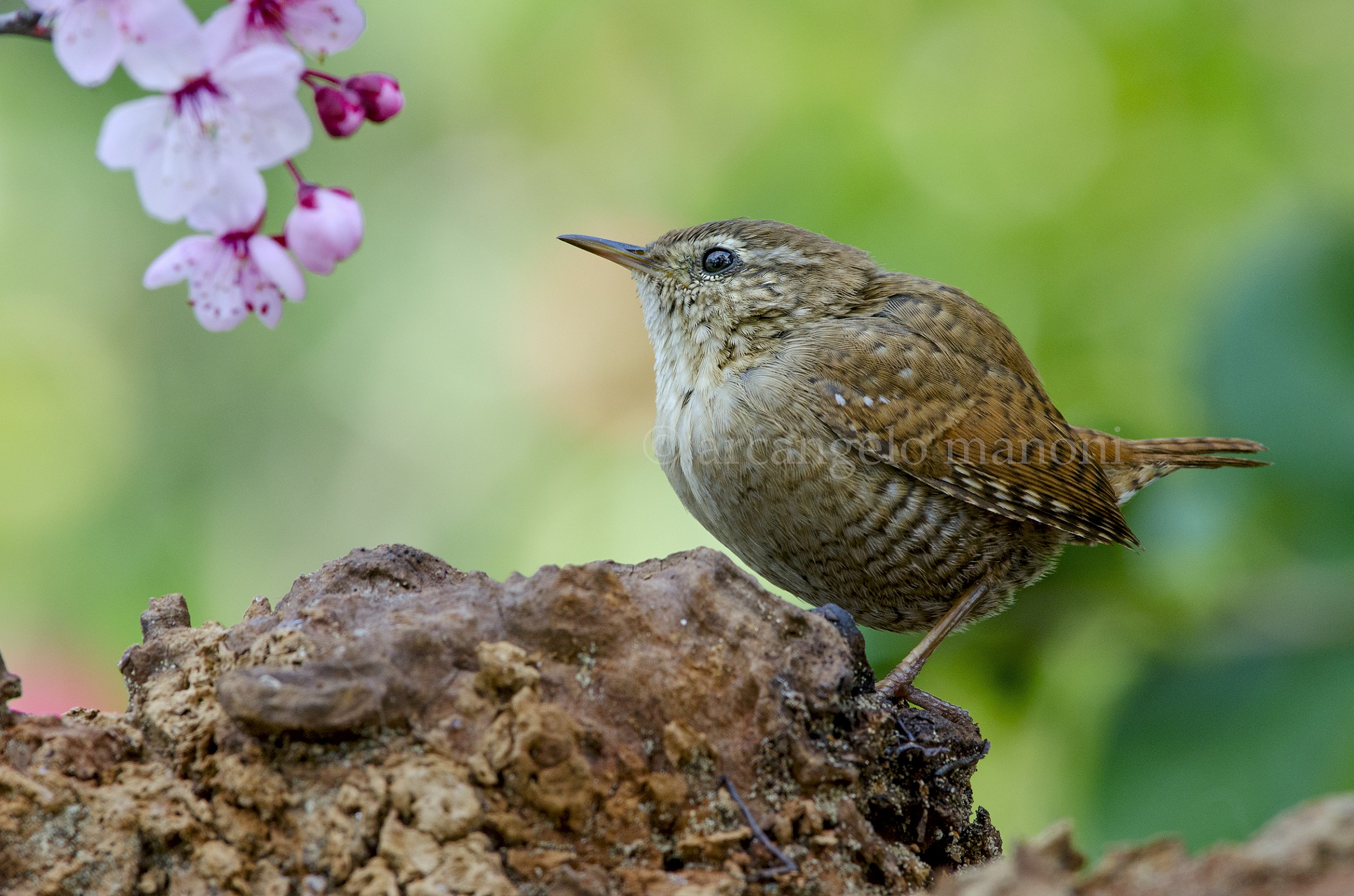 Scricciolo con omaggio floreale