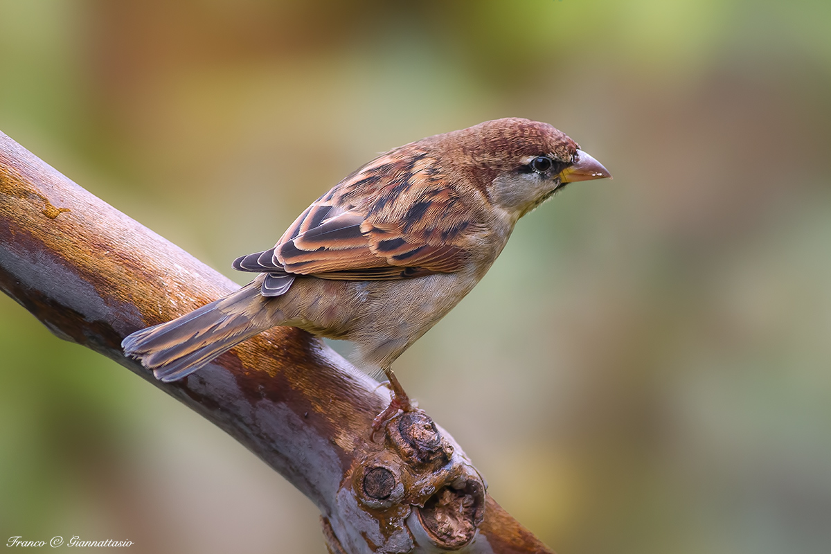 Common sparrow.