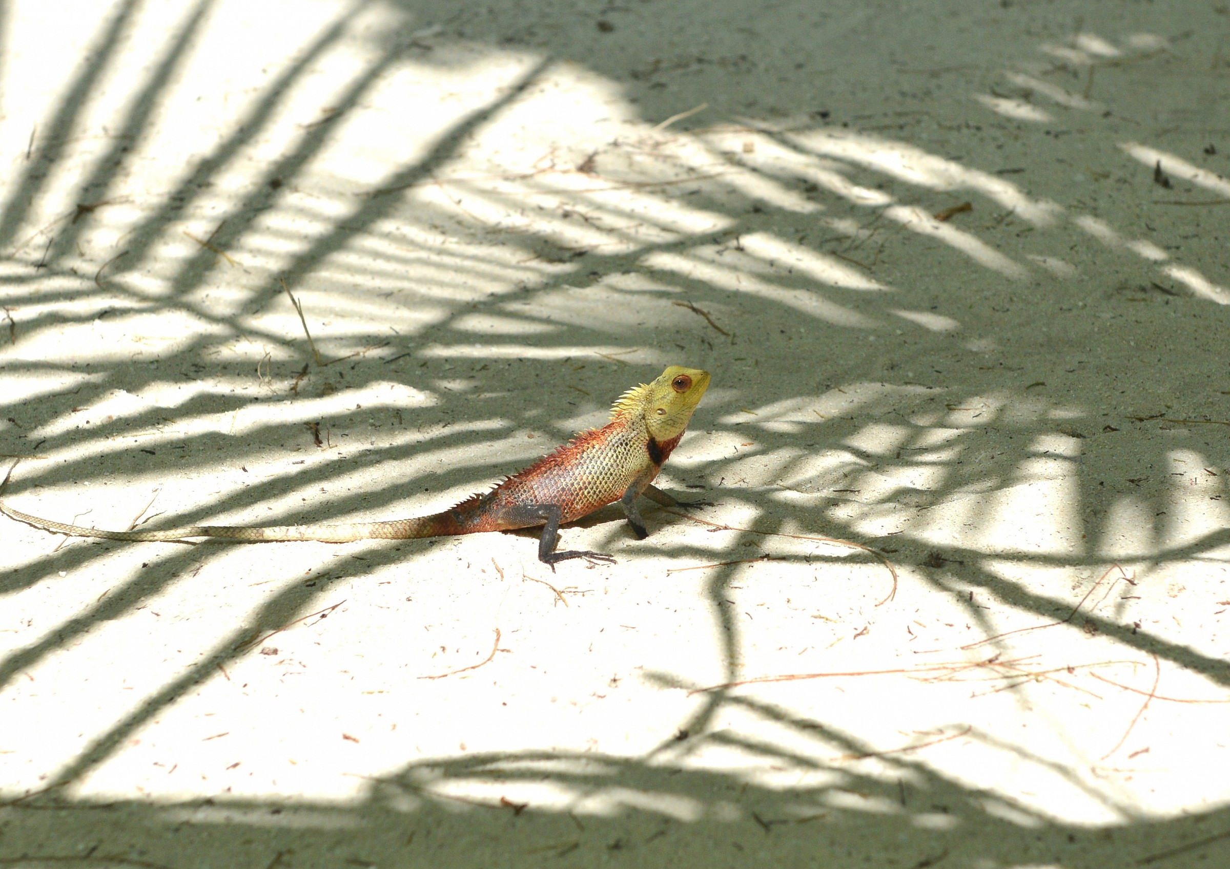 iguana
