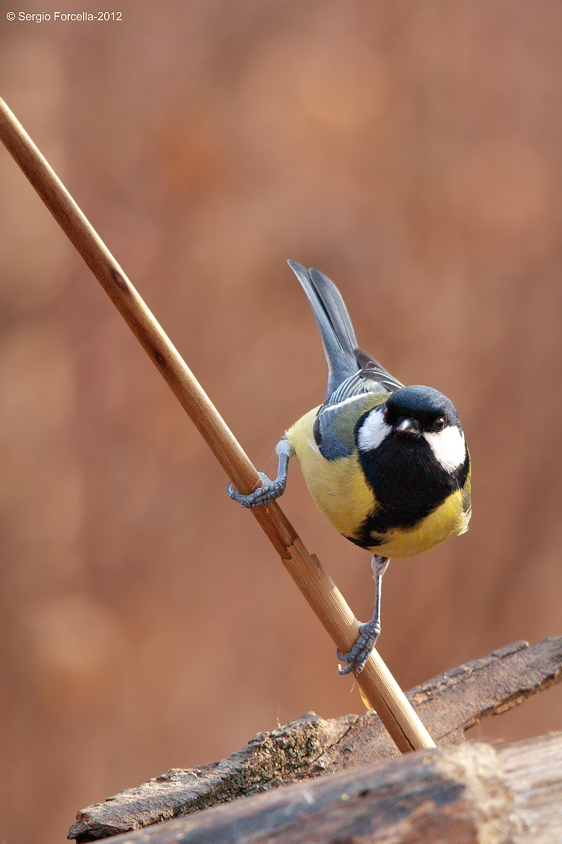 DSC4472-Cinciallegra