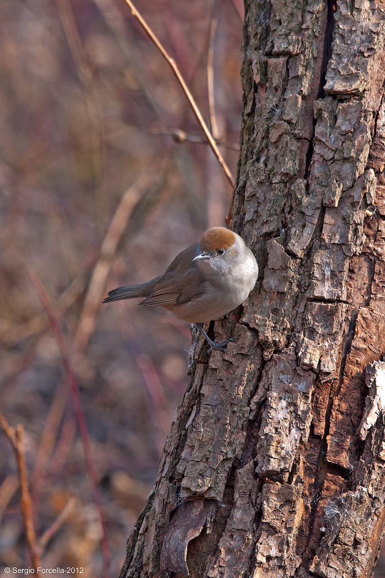DSC4699-Capinera femmina