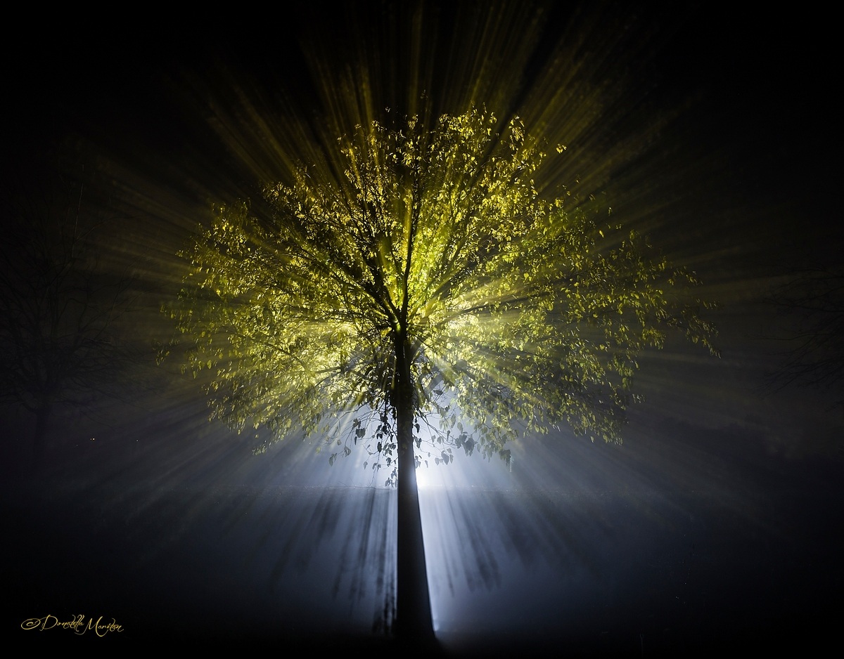 Where do you come from !!!