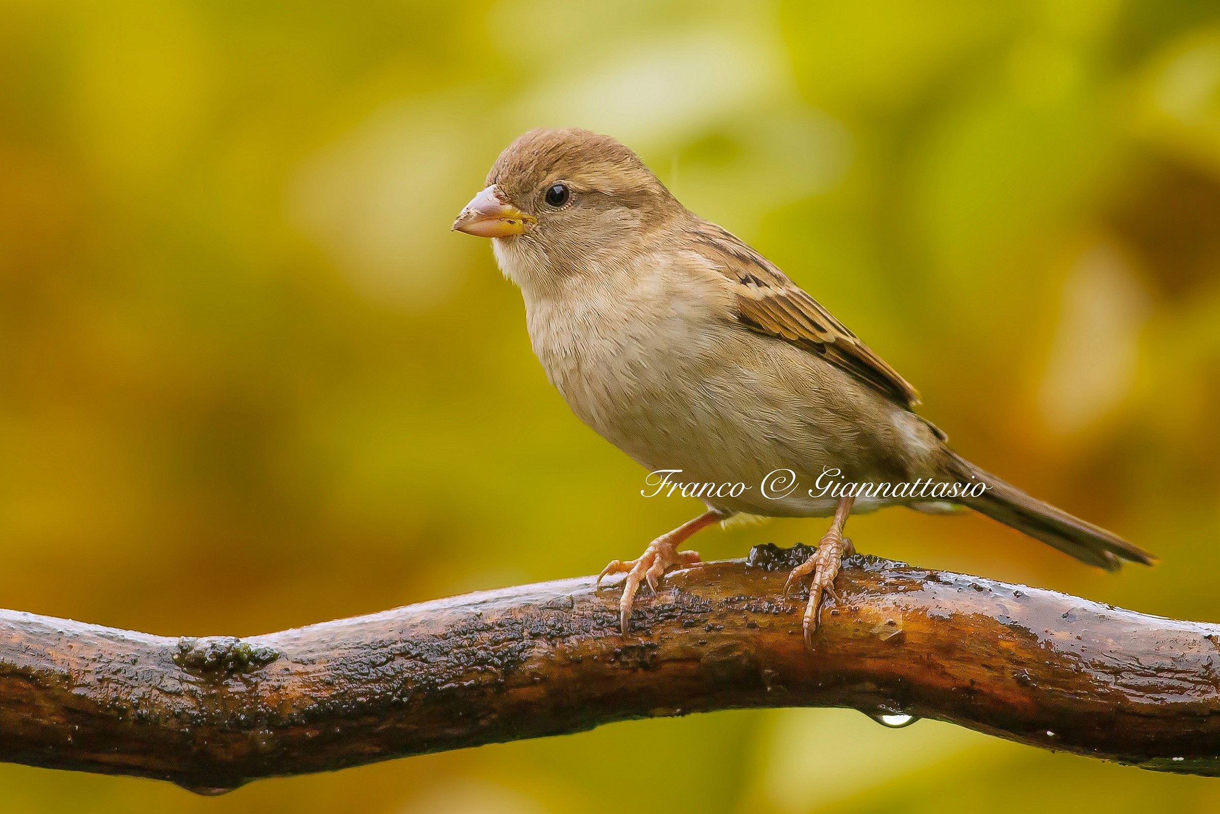 Female sparrow.