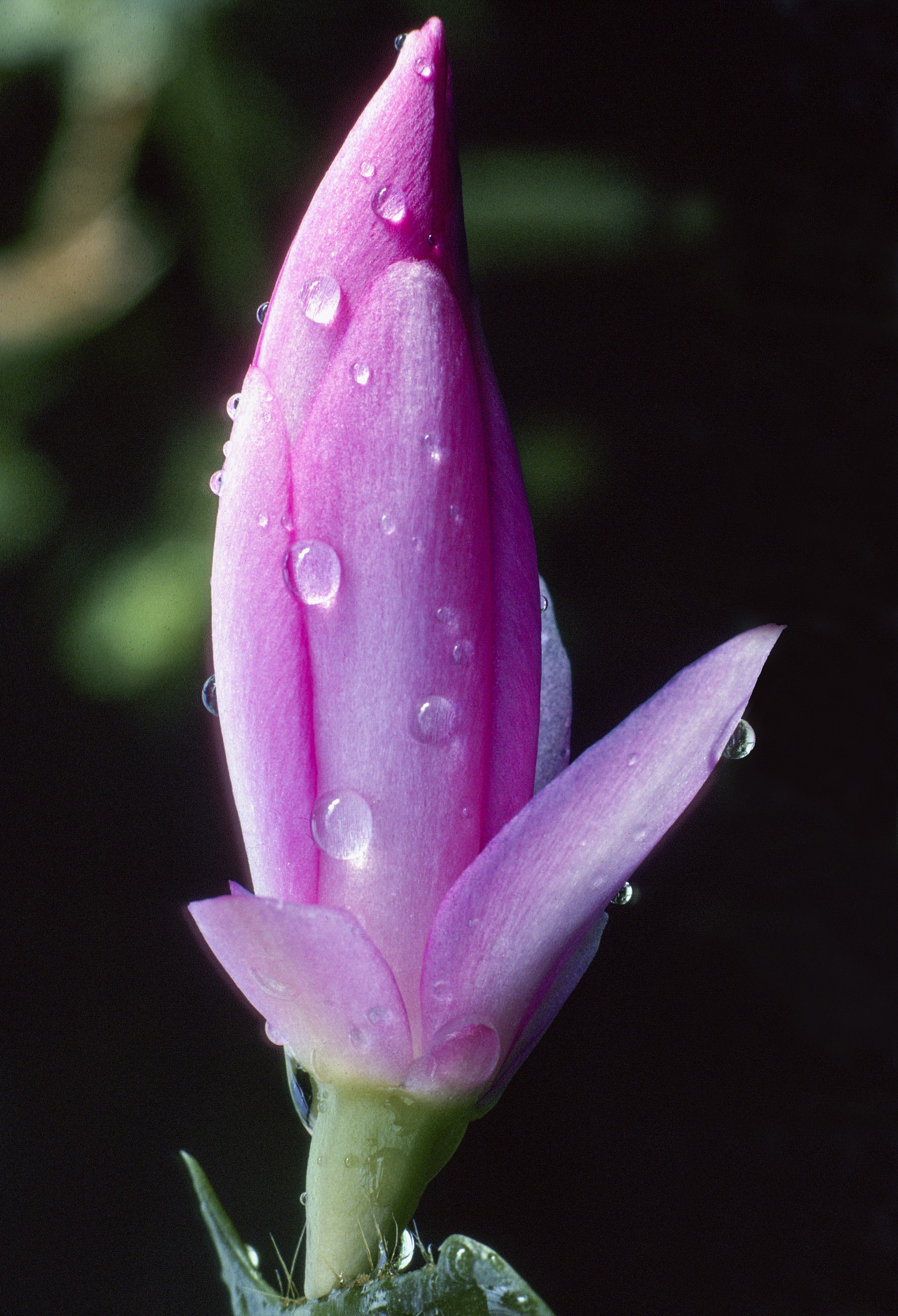 Schlumbergera Truncata  Dia